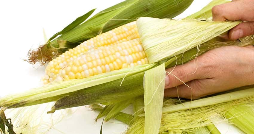 corn-husk-fibrous-food-waste