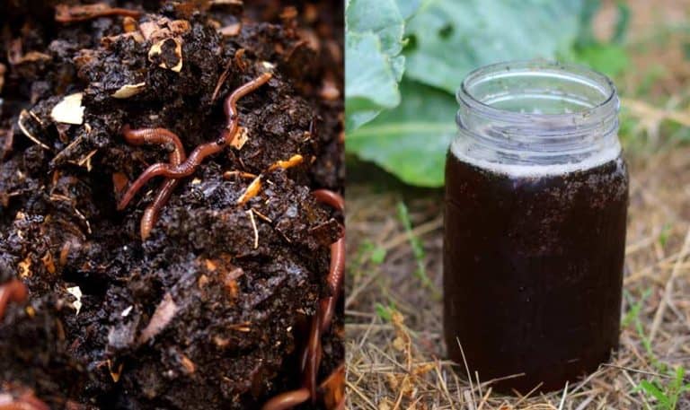 download worm tea fertilizer download worm tea fertilizer