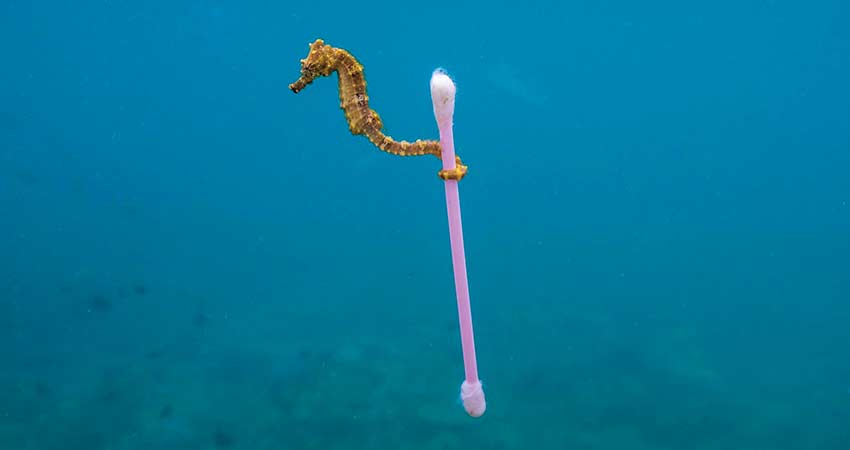 Zero-Waste-Umwelt_Seepferdchen-Qtip