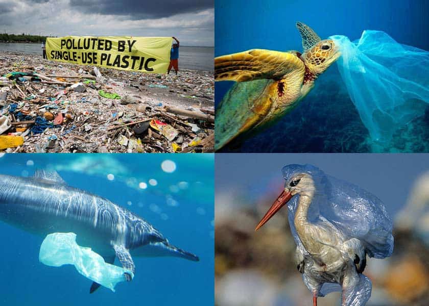 tas-vervuiling-dieren-plasticsoep-milieu